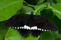 227 gewoehnlicher Mormone - Papilio polytes